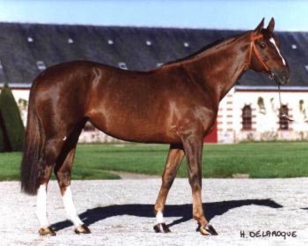 stallion Duc du Hutrel (Selle Français, 1991, from Muguet du Manoir)