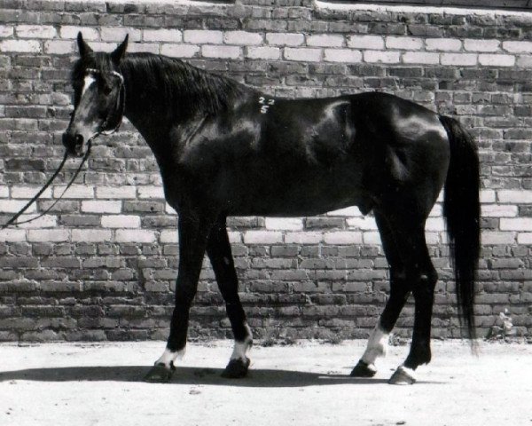 Deckhengst Mramor (Russisch Trakehner, 1975, von Ostrjak 9)