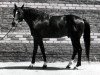 stallion Mramor (Russian Trakehner, 1975, from Ostrjak 9)