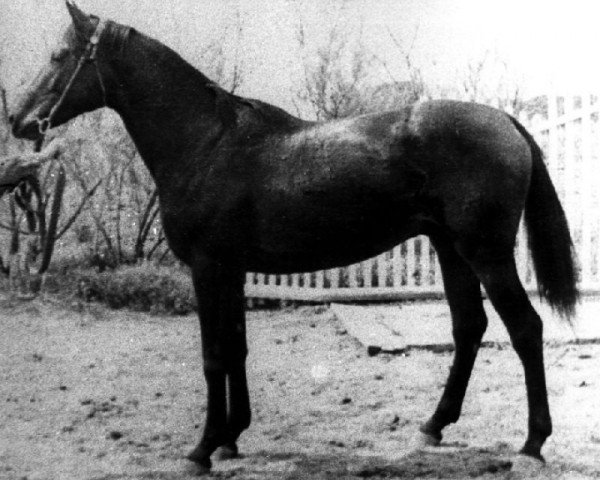 stallion Opit (Russian Trakehner, 1955, from Ossian 26)