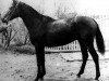 stallion Opit (Russian Trakehner, 1955, from Ossian 26)