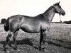 broodmare Vest (Russian Trakehner, 1960, from Wielki Wezyr)