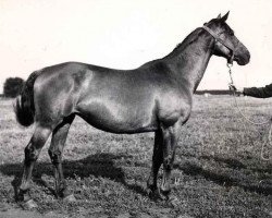 Zuchtstute Vest (Russisch Trakehner, 1960, von Wielki Wezyr)