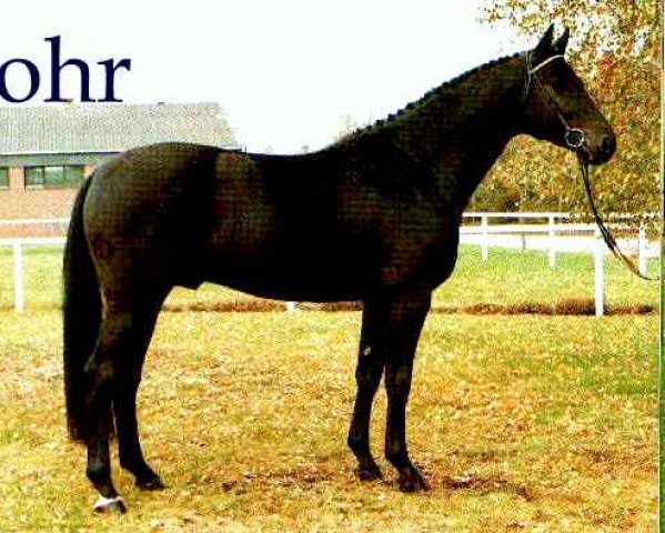 stallion Mohr (Hessian Warmblood, 1988, from Mandant)