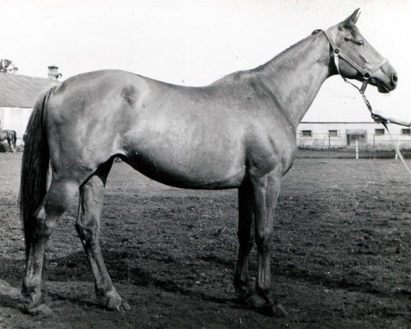 broodmare Vetotschka (Russian Trakehner, 1971, from Topol 1958 ox)