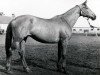 broodmare Vetotschka (Russian Trakehner, 1971, from Topol 1958 ox)