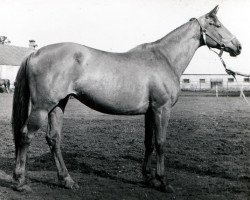 Zuchtstute Vetotschka (Russisch Trakehner, 1971, von Topol 1958 ox)