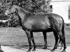 broodmare Varna (Russian Trakehner, 1975, from Prival)