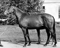 broodmare Varna (Russian Trakehner, 1975, from Prival)