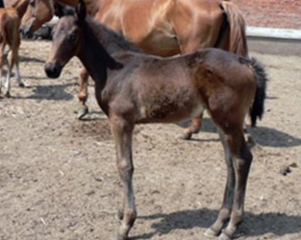 Zuchtstute Hronistka (Russisch Trakehner,  , von Ogasten)