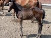 Zuchtstute Hronistka (Russisch Trakehner,  , von Ogasten)