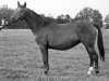 broodmare Technik (Trakehner, 1922, from Tempelhüter)