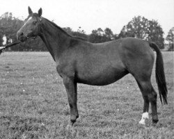 Zuchtstute Technik (Trakehner, 1922, von Tempelhüter)