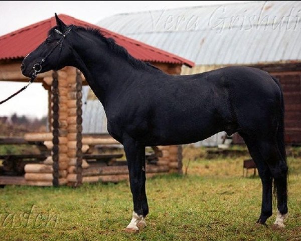 stallion Ogasten (Russian Trakehner, 1999, from Hapun)