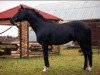 stallion Ogasten (Russian Trakehner, 1999, from Hapun)