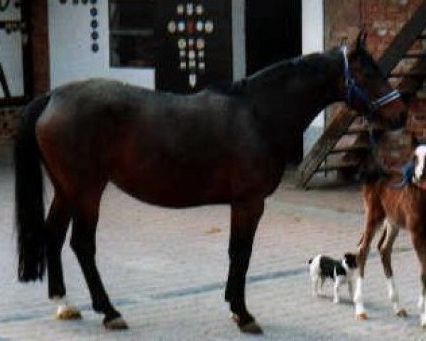 broodmare Inka (Hessian Warmblood, 1980, from Imperial)