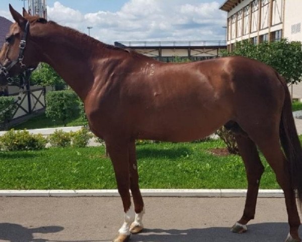 Deckhengst Hengar (Russisch Trakehner,  , von Ekspress)