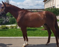 stallion Hengar (Russian Trakehner,  , from Ekspress)