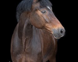 dressage horse Neymar 4 (German Riding Pony, 2013, from Nutrix)