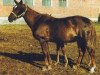 Zuchtstute Hlorella (Russisch Trakehner,  , von Rafael)