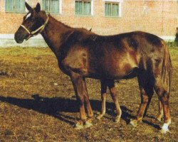 broodmare Hlorella (Russian Trakehner,  , from Rafael)