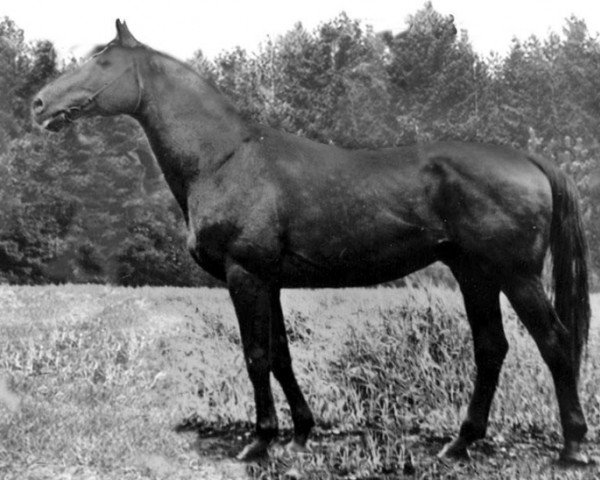 stallion Rafael (Trakehner, 1969, from Arachis II)