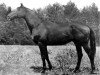 stallion Rafael (Trakehner, 1969, from Arachis II)