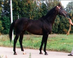 stallion Orfej 1 (Trakehner, 1988, from Fazon xx)