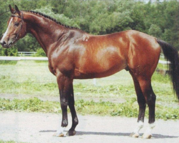 stallion Hlodvig (Russian Trakehner,  , from Orfej 1)