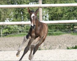 broodmare Fine Line 4 (Westphalian, 2016, from Franziskus FRH)