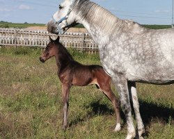 Springpferd Uragano B (Württemberger, 2020, von Uno I)