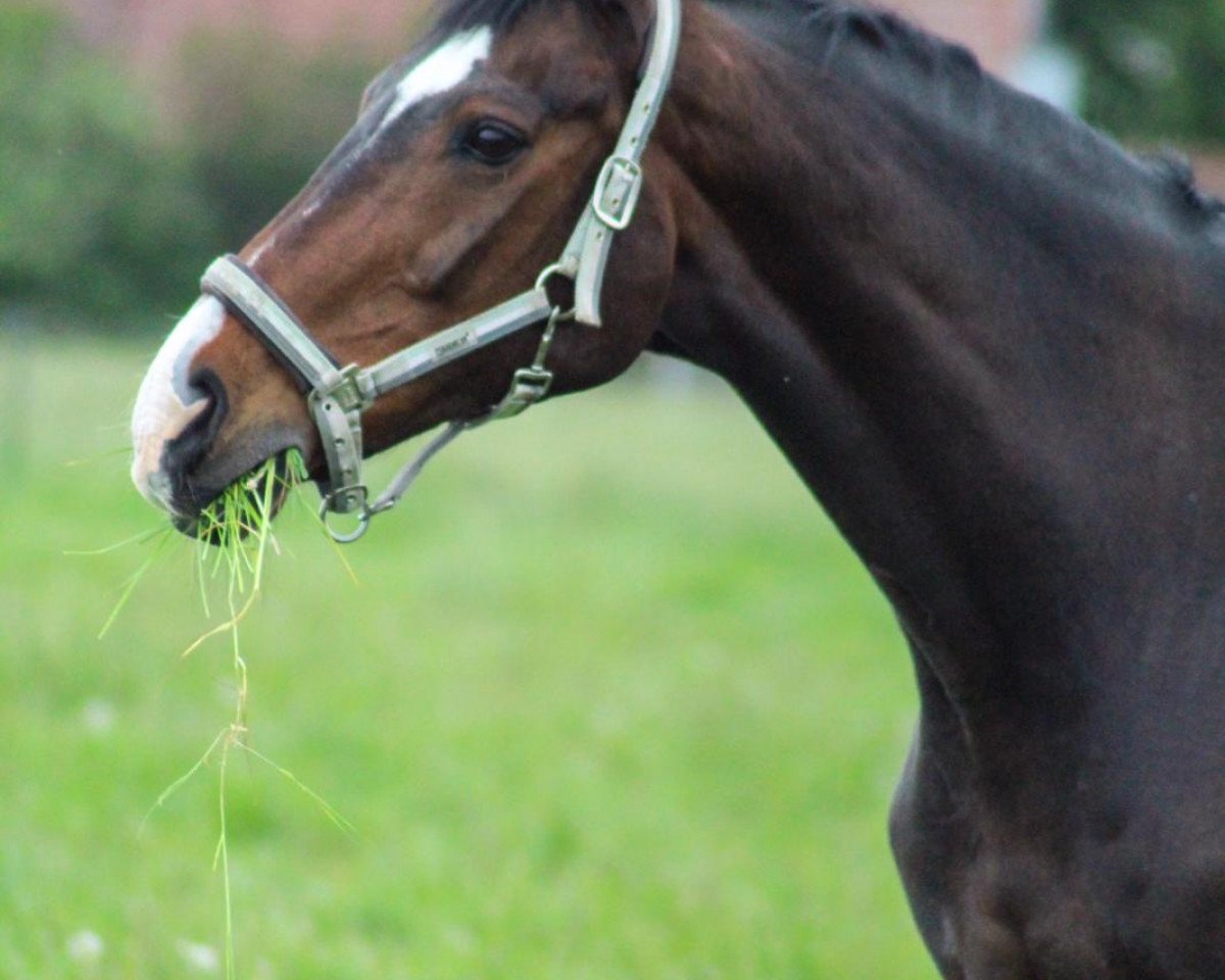 horse Francesco (Hanoverian, 1995, from Feiner Graf)