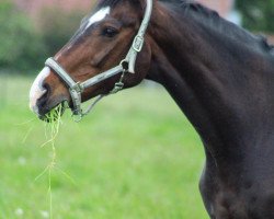 Pferd Francesco (Hannoveraner, 1995, von Feiner Graf)