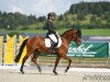 dressage horse Balduin Le Beau (Hanoverian, 2012, from Bonifatius)