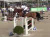 jumper Kopernic van Orti (Belgian Warmblood, 2010, from Diamant de Semilly)