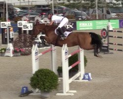 jumper Kopernic van Orti (Belgian Warmblood, 2010, from Diamant de Semilly)