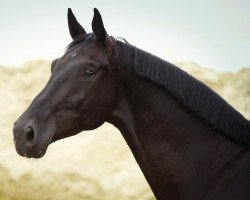 dressage horse Boltimore (Hanoverian, 2013, from Bon Bravour)