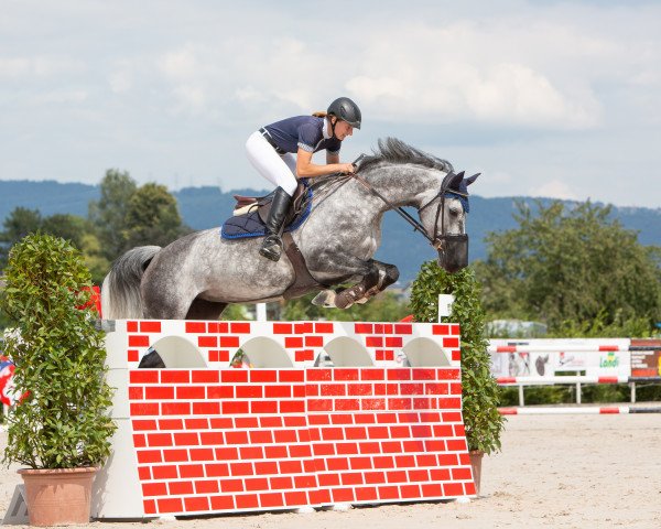 jumper Galabama (Dutch Warmblood, 2011, from Up To Date)