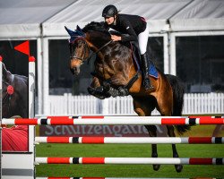 Springpferd Polero Von Hof CH (Schweizer Warmblut, 2007, von HRH Pik Ayolo CH)