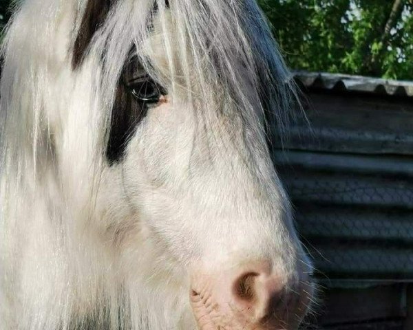 horse Donald 574 (Tinker / Irish Cob / Gypsy Vanner, 2016)