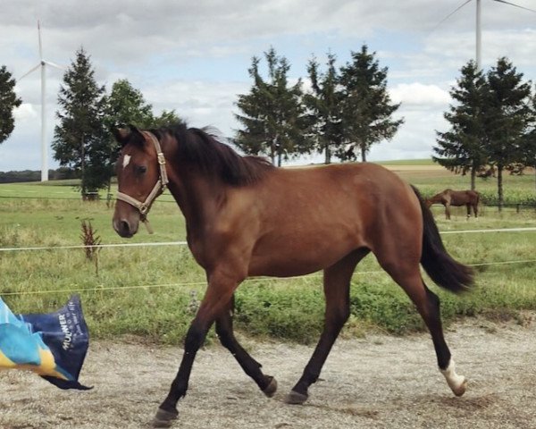 horse Amazing Bulk (German Sport Horse, 2019, from Acordelli)