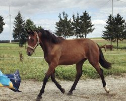 horse Amazing Bulk (German Sport Horse, 2019, from Acordelli)