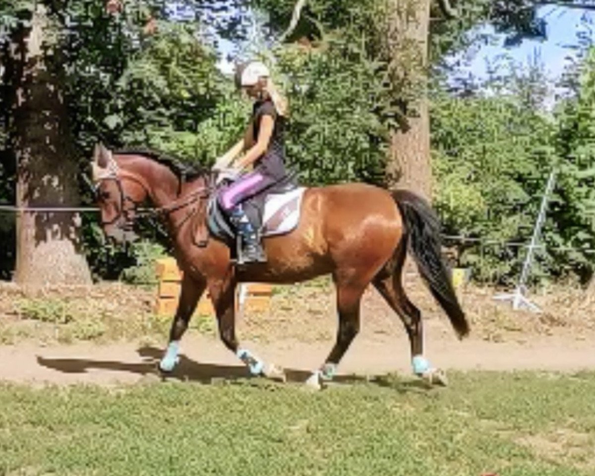 jumper Der kleine Muck 8 (German Riding Pony, 2005, from Da Capo)