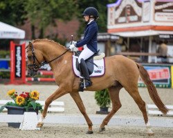 stallion Buchenhof's Donnermond (German Riding Pony, 2017, from Kastanienhof Donnertrommler)