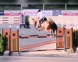 jumper Cremona 32 (Danish Warmblood, 2014, from Cola Zero)