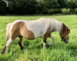 Zuchtstute Soul Sister vom Hevenbruch (Shetland Pony, 2012, von Luke von Uda)