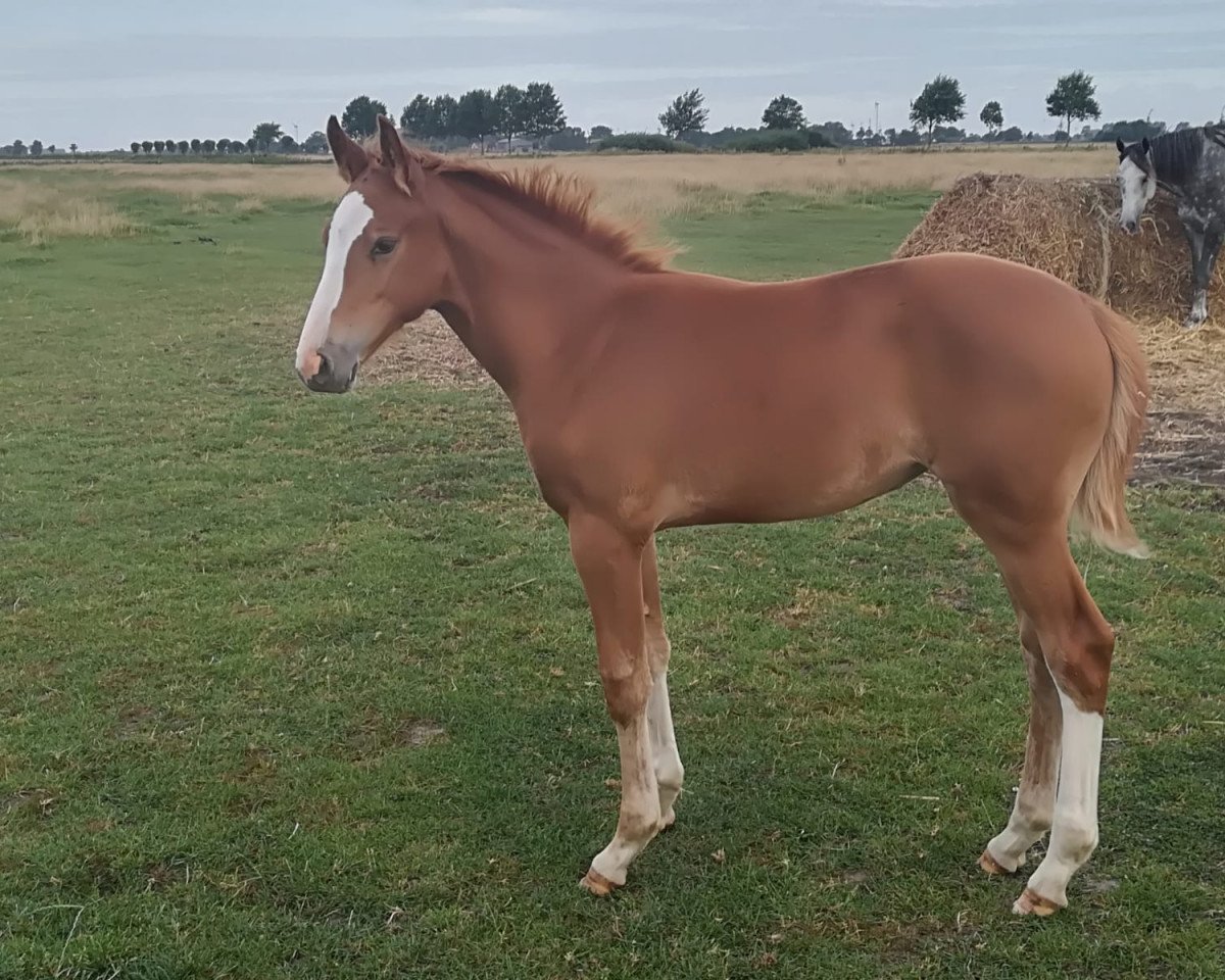 broodmare Cabo‘s Fleur de Lys (Hanoverian, 2020, from Cabo Verde)