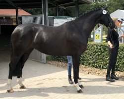 broodmare Donna Han.Pr.St. (Danciano, Locksley II) (Hanoverian, 2014, from Danciano)