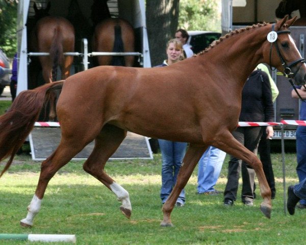 broodmare Lorelei St.Pr. (Hanoverian, 2008, from Locksley II)