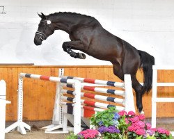 broodmare Aviva 10 (Oldenburg show jumper, 2017, from van Gogh)